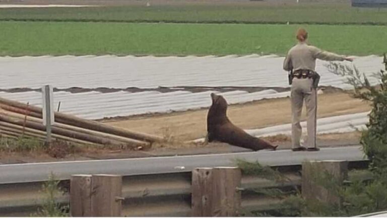 Sea Lion Rescued from Highway 1 in Santa Cruz County